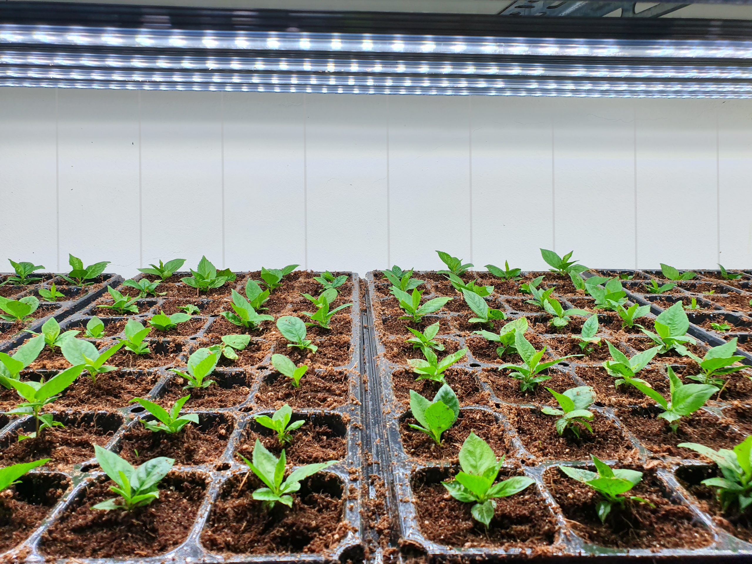 Grow Rooms 